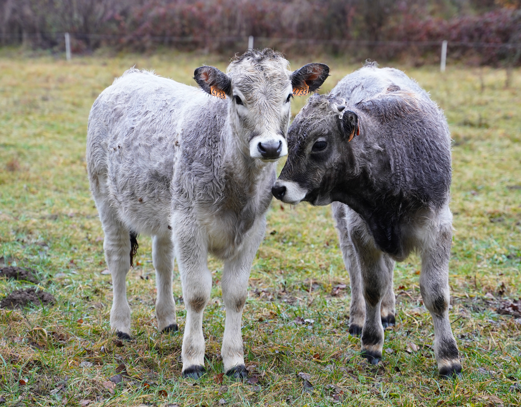 Deux vaches dans un champ en Ariège